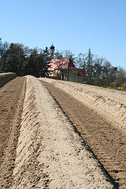 Der 2009er Sparge wächst schon fleissig im Schrobenhausener Anbaugebiet (Foto. Marikka-Laila Maisel)